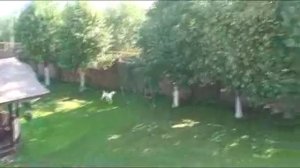 Алабай Хани. Дрессировка по охране территории