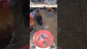 Куры породы маран