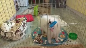 Шпица Элю посадили в вольер. Делаем погром))