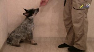 Дрессировка щенка , выдержка сидеть лежать стоять