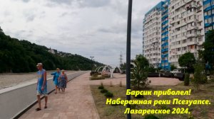 Барсику наверно больно!  Набережная реки Псезуапсе. Лазаревское 2024.