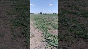 Защита арбуза от ворон