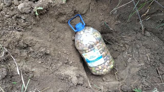 сажаем дубы смотреть онлайн