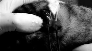 Как правильно купируют  уши щенкам кавказской овчарки.