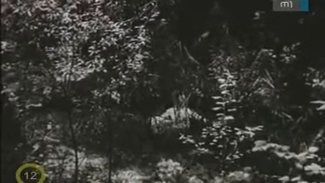 Rózsafabot (részlet).avi смотреть онлайн