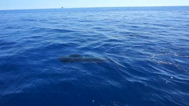 Гринды смотреть онлайн