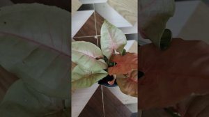 Grow money plant, Pink syngonium and mini chandani from cutting#plants with archana