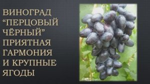 Перцовый черный-виноград