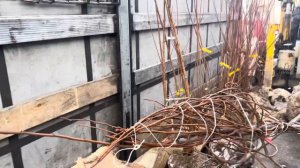 Липа Сортовая ГринСпаер, Клён Гиналла Приречный -разгрузка Крупномеров с комом земли для #озеленени