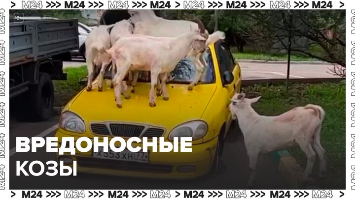 Козы повредили автомобили в Бутове: "Актуальный репортаж" - Москва 24