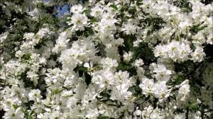 ЕКЗОХОРДА (EXOCHORDA THE BRIDE) БІЛОСНІЖНА НАРЕЧЕНА