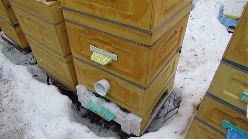 зимовка пчел в двух корпусах , особенности зимовки - 12 рамочный улей