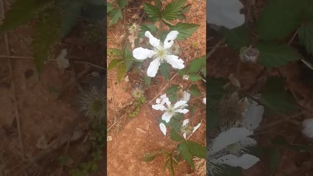 Sawtooth black berry Rubus Arbutus is looking good. #gardening #shorts #food смотреть онлайн