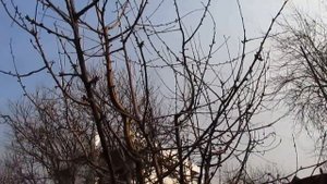 Обрезка черешни.  Как сделать чашу с высокой черешни.