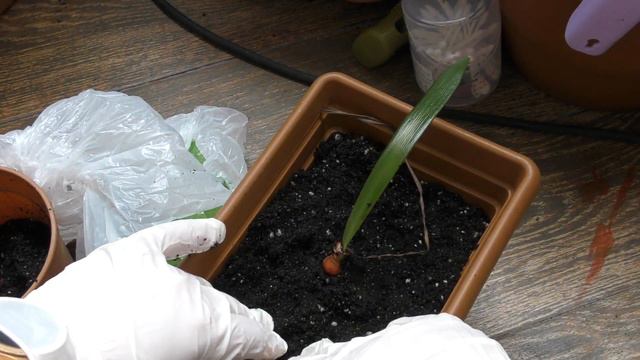 Перевалка неизвестного сеянца смотреть онлайн