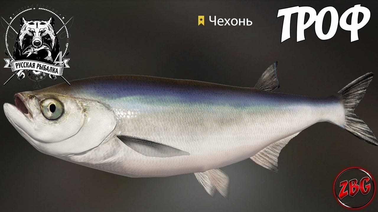 Рр4 чехонь. Сельдь черноморская рр4. Вес трофеев в рр4. Подуст реальная рыбалка. Рр4 чехонь.