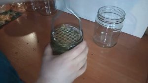 Выращивание грибов в банках (эксперимент)