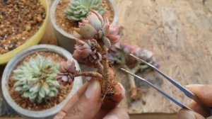 || WHAT IS A CRESTED SUCCULENT AND WHAT CAUSES IT ||