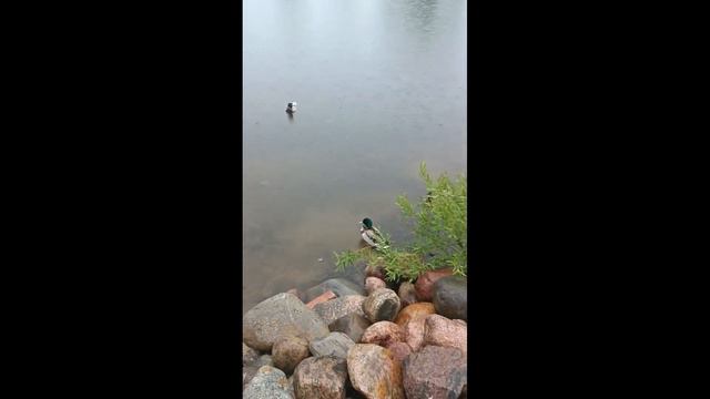 Валдайские кряквы