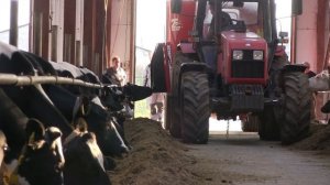 Кормление КРС  Откорм бычков  Кормление молочных коров  Крестьянское хозяйство