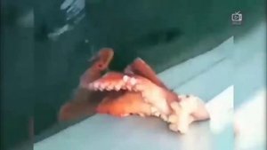 Осьминог. Удивительный обитатель морских глубин.