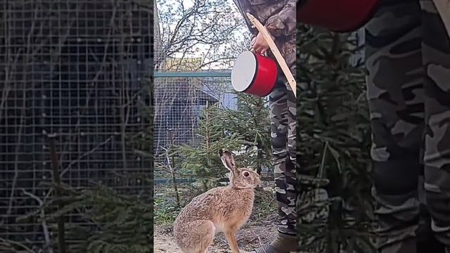 Заяц-музыкант. Любимый барабан Джасти. Hare musician. Favorite drum Justy #bunny #hare #wild #cute смотреть онлайн