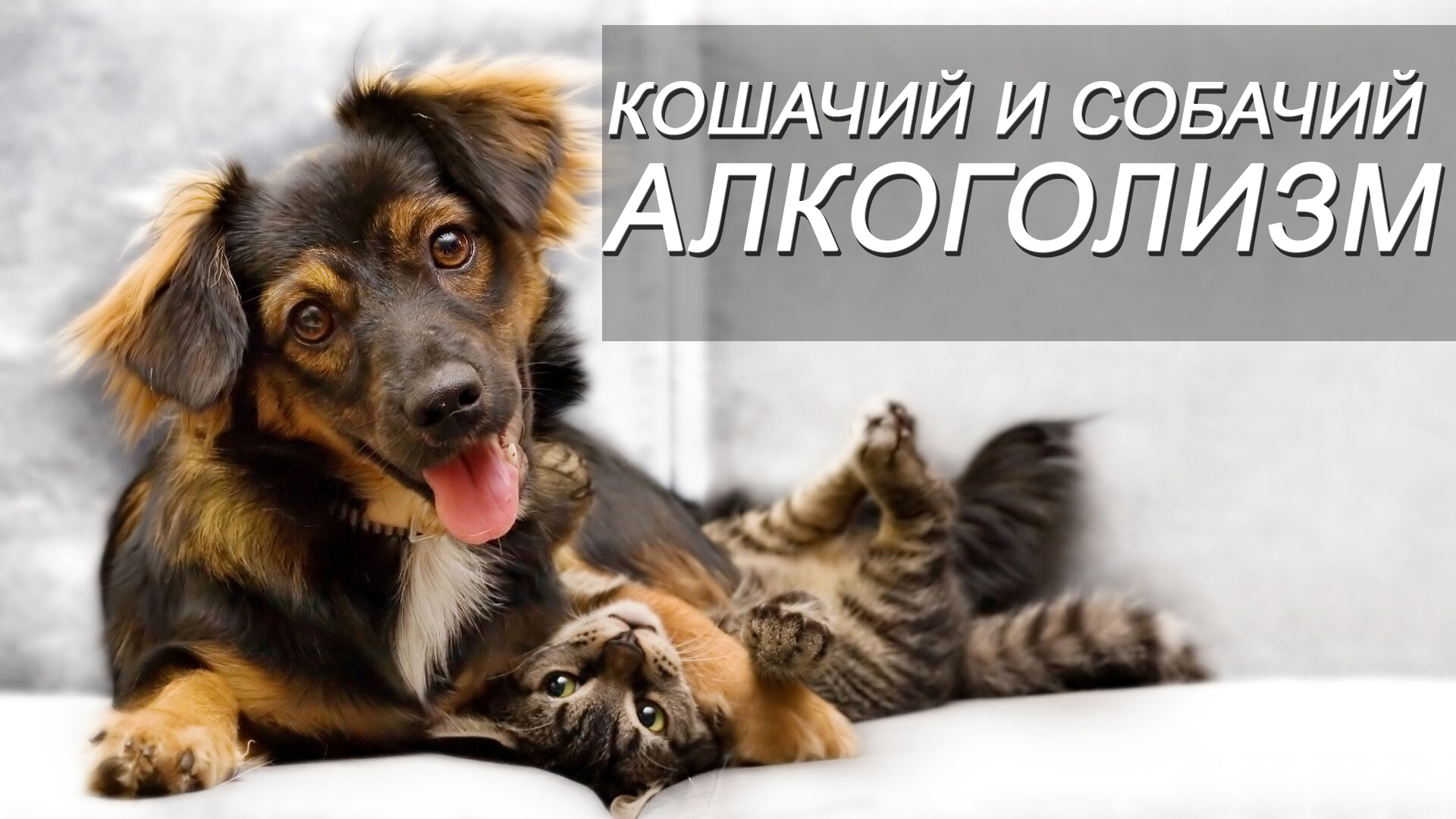 КОШАЧИЙ И СОБАЧИЙ АЛКОГОЛИЗМ смотреть онлайн