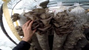 Выращивание грибов вешенка осенью в теплице