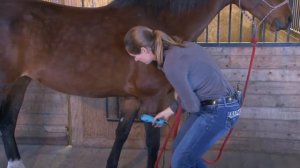 Horse Grooming with WAHL KM10 Brushless Clipper