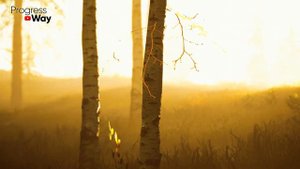 Монилиоз Зимой На Плодовых Деревьях Когда Наступает Оттепель! Спасаем Урожай Всего Сада И Не Только