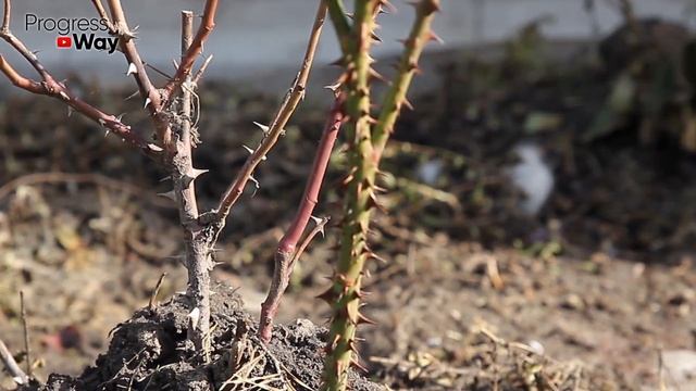 Укорениться Даже Сухая Палка! Супер Укоренитель! Укоренит Розу, Виноград И Всё Что Хочешь!