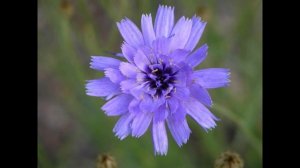 КАТАНАНХЕ (CATANANCHE) сем. Сложноцветные