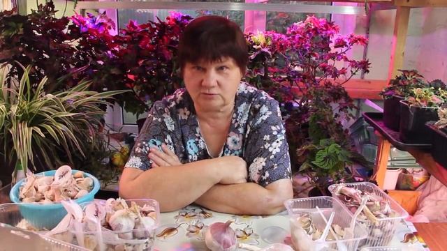 Чеснок с яблоко! Подготовка к посадке чеснока. Сорта чеснока, обзор.
