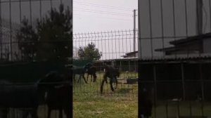 VID 20220501 WA0045 Пакистанские козы Камори.