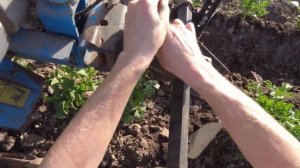 Опашка картошки мотоблоком НЕВА