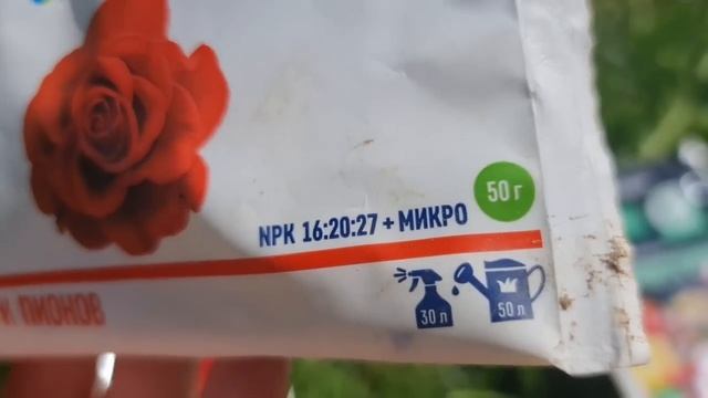 Чёрной пятнистости НЕ БУДЕТ! СРОЧНО опрыскайте розы! смотреть онлайн