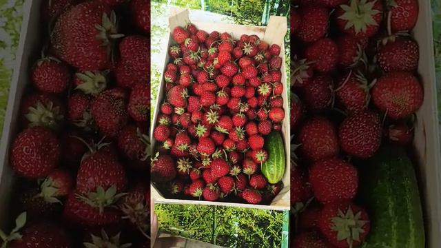 Дача в Германии | Анна в Германии смотреть онлайн