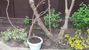 Цветущая лиана глициния в вашем саду.