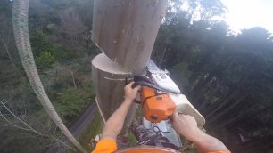 Зрелищное спиливание 50-метровых деревьев