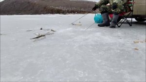 Навага на махалки. Песчаный. Амба.