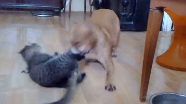 Кот напал на Стафа смотреть онлайн