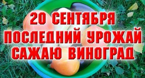 20 сентября. Собираю последний урожай, высаживаю виноград.mp4