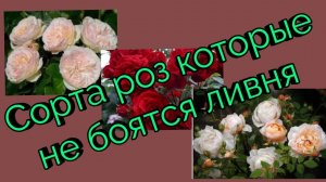 Сорта роз которые не боятся ливня.