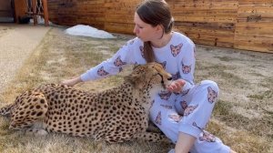 Самый ласковый гепард! Герда обожает Машу!