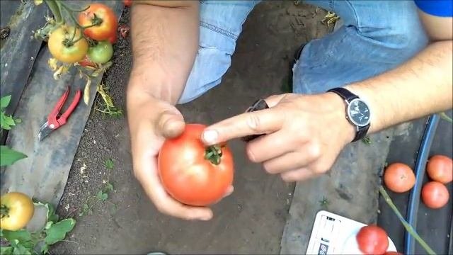 Как вырастить томаты ( помидоры) в теплице? Технология выращивания томатов в теплицах