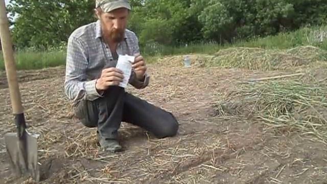 Технология посадки моркови в невспаханную землю