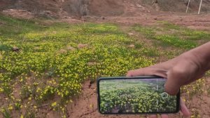 Горы Узбекистана. Апрель 2023