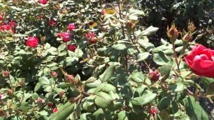 Rosa ´Cherry Bonica´