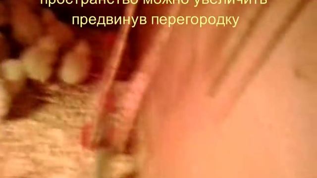 Выращивание цыплят напольно, на подстилке из опилок! смотреть онлайн