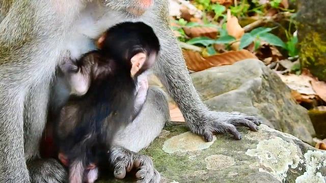 Oh my god help, Poor newborn Janna nearly fall down when mom walking,Tourist Monkey 2665 смотреть онлайн